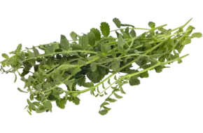 Kikkererwten cress 25gr